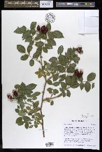 Rosa canina image