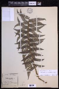 Polystichum setiferum image