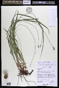 Carex cephaloidea image