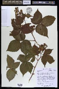 Rubus pensilvanicus image