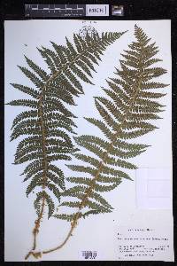 Polystichum setiferum image