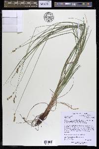 Carex argyrantha image