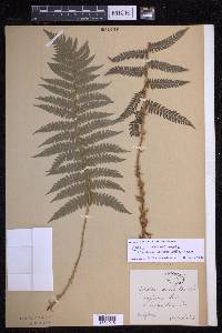 Polystichum setiferum image