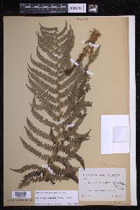 Polystichum setiferum image