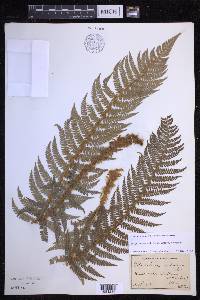 Polystichum setiferum image