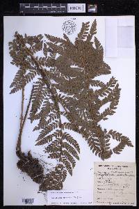 Polystichum squarrosum image