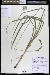 Carex sparganioides image