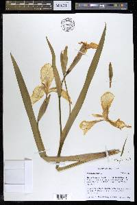 Iris pseudacorus image