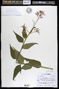 Hesperis matronalis image