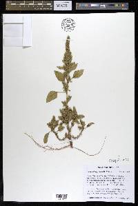 Amaranthus powellii image