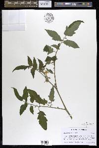 Solanum lycopersicum image