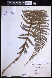 Polystichum squarrosum image