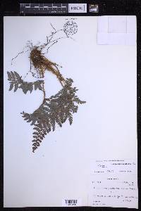 Polystichum squarrosum image