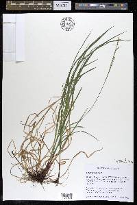 Carex woodii image