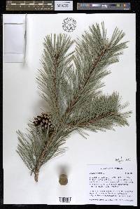 Pinus sylvestris image