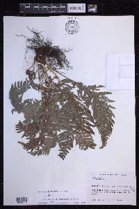 Polystichum setiferum image