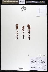 Hypopitys monotropa image