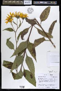 Helianthus tuberosus image