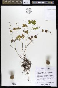 Enemion biternatum image