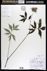 Hydrophyllum virginianum image