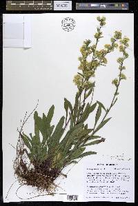 Solidago gillmanii image