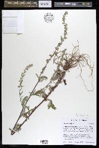 Artemisia vulgaris image