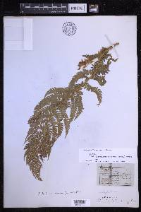 Polystichum setiferum image