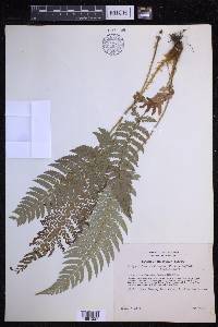 Polystichum setiferum image