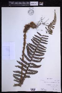 Polystichum squarrosum image