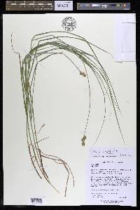 Carex molesta image