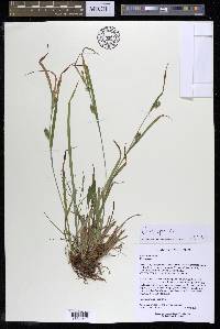 Carex grisea image