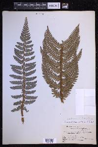 Polystichum squarrosum image