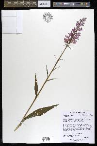 Platanthera psycodes image