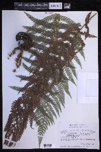 Polystichum setiferum image