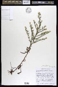 Symphyotrichum pilosum var. pilosum image