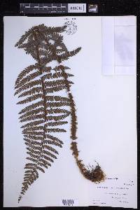 Polystichum squarrosum image