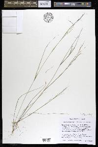 Aristida basiramea image