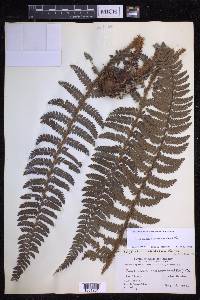 Polystichum squarrosum image