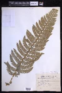 Polystichum squarrosum image