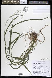 Festuca subverticillata image