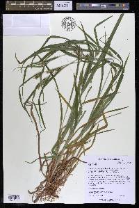 Carex grisea image