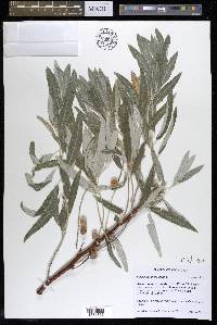 Elaeagnus angustifolia image