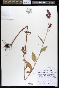 Persicaria orientalis image