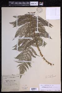 Polystichum setiferum image