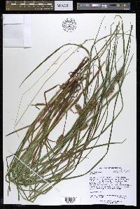 Carex tuckermanii image
