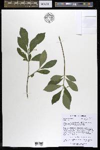 Euonymus obovatus image