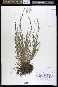 Muhlenbergia schreberi image