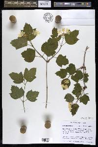 Viburnum opulus image