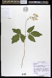 Cardamine diphylla image