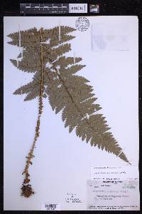 Polystichum squarrosum image